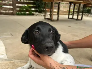 Meticcio cani KYO e AKY - Annuncio 17