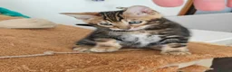 Bengala gatti in vendita: Cuccioli gattini del Bengala - Annuncio 7