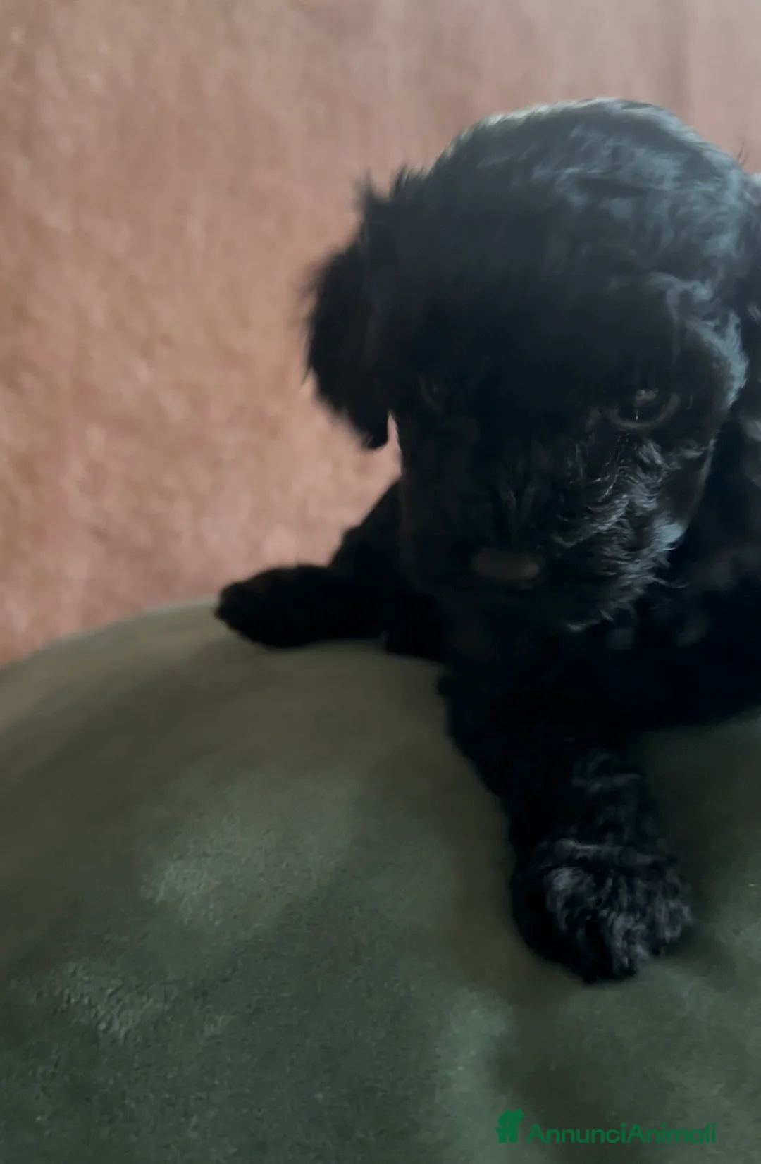 Barboncino cani in vendita: Barboncino nano❤️ - Annuncio 3