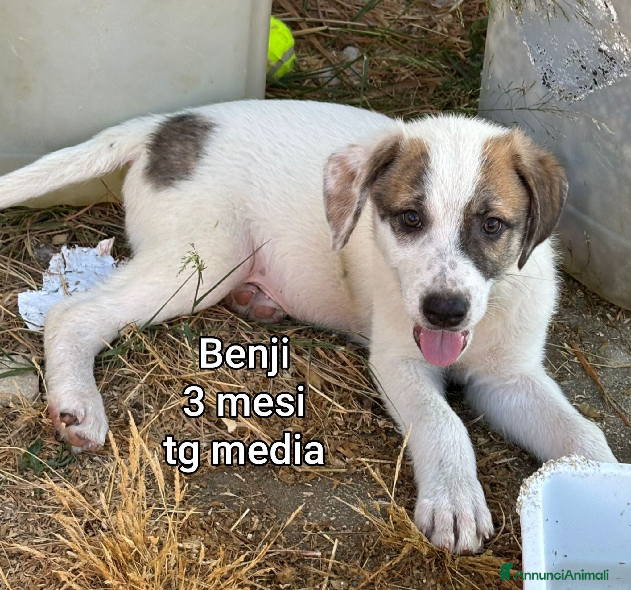 Meticcio cani TANTI CUCCIOLI SOLI! - Annuncio 1