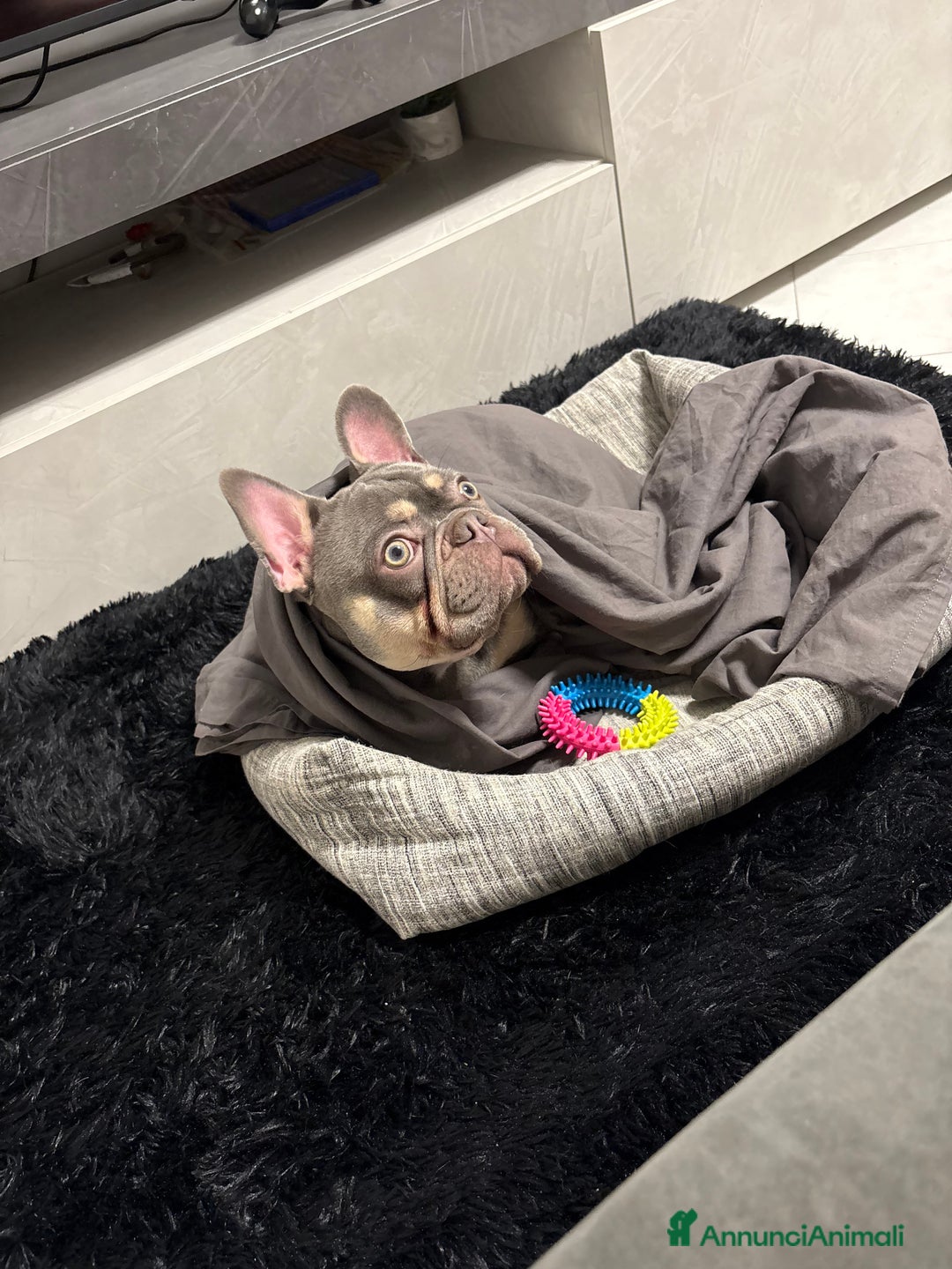 Bulldog Francese cani per accoppiamento: cane monta - Annuncio 4