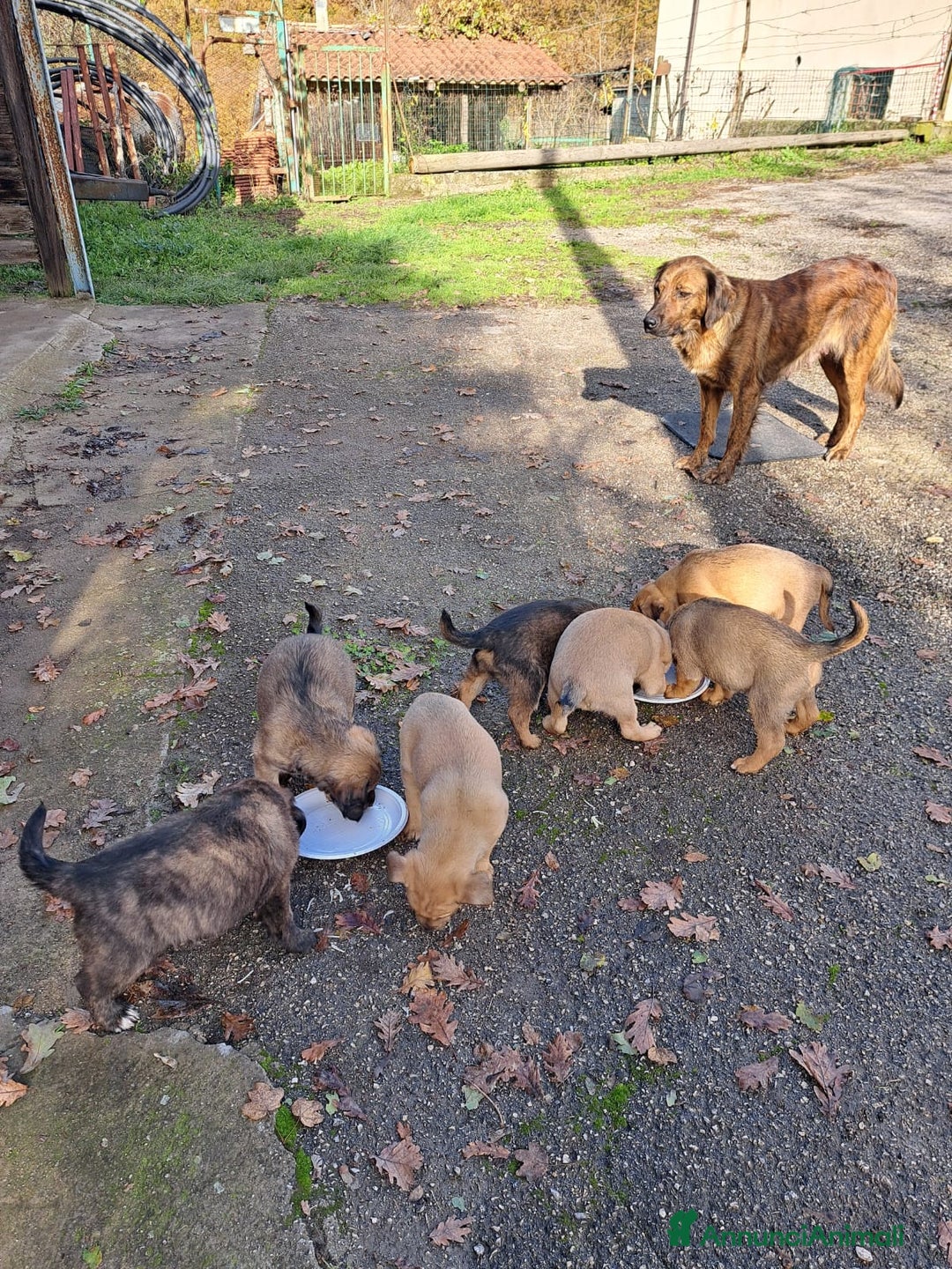 Meticcio cani in regalo: Si regalano i cagnolini  - Annuncio 11
