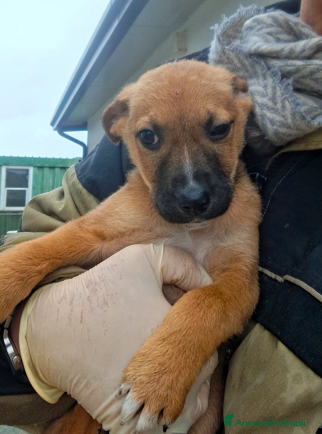 Meticcio cani FRECCIA 🩷- cucciola dolcissima cerca una famiglia - Annuncio 2