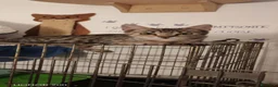 Meticcio gatti in regalo: 3 mesi, vive in uno stanzino - Annuncio 4