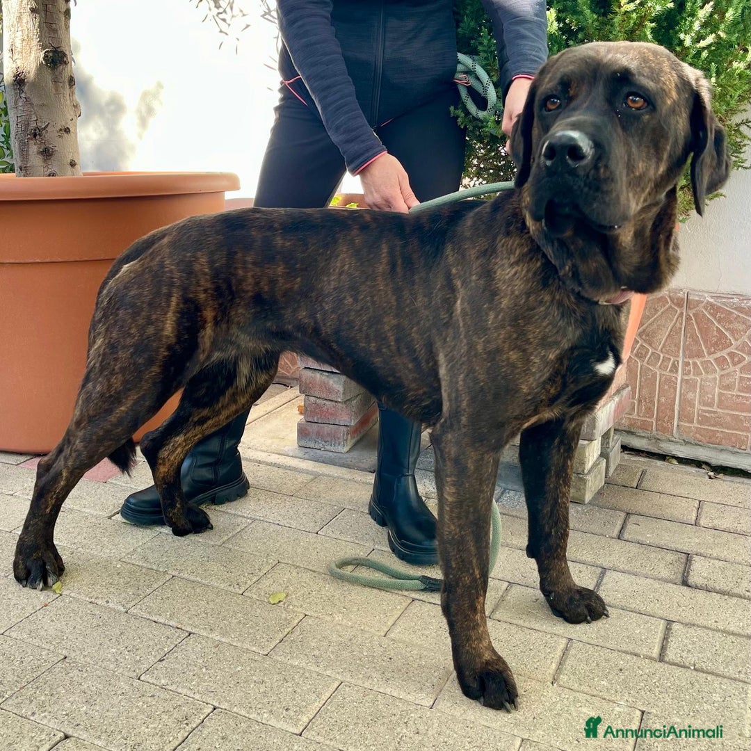 Affenpinscher cani in regalo: TIGRILLA CANE CORSO - Annuncio 2