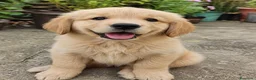 Golden Retriever cani in regalo: Golden Retriever - Annuncio 4