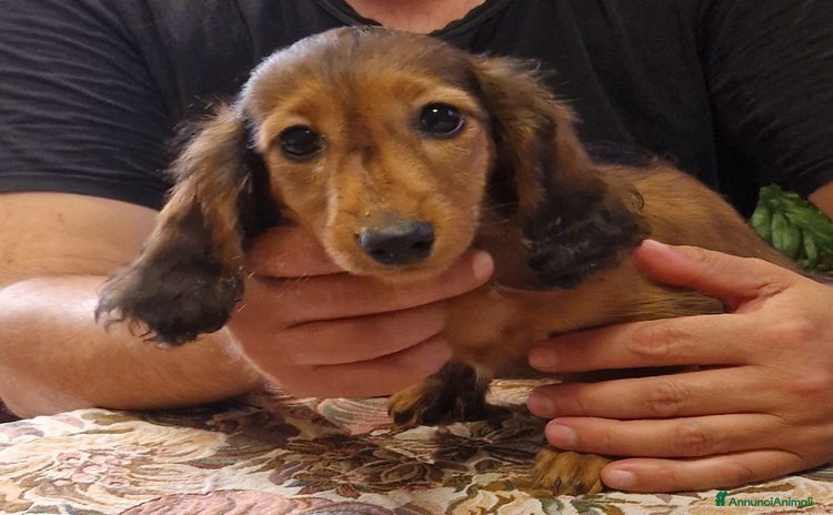 Bassotto cani a Provincia di Siena - Annuncio 7