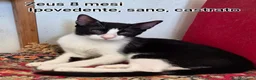 Meticcio gatti in regalo: GATTINI: SIAMO AL COLLASSO a Città Metropolitana di Firenze - Annuncio 10