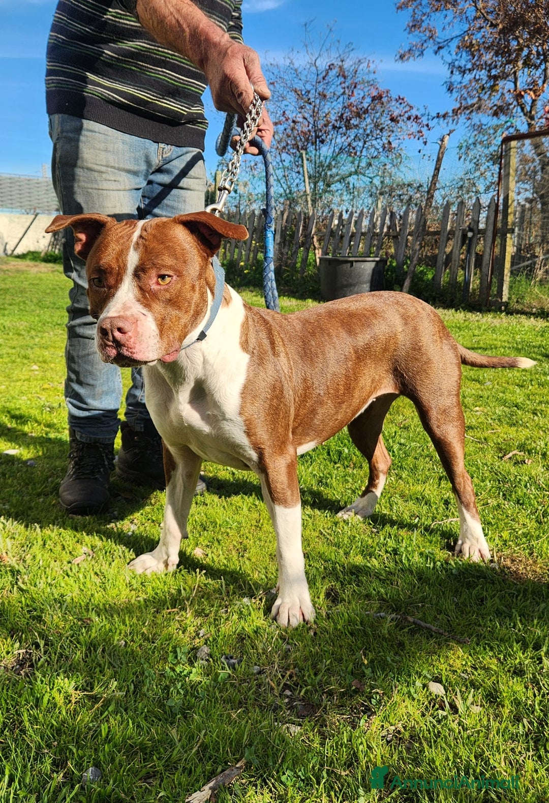 Pitbull cani in regalo: Pitbull splendido(e sorella)18mesi SOS URGENTE.SUD - Annuncio 9