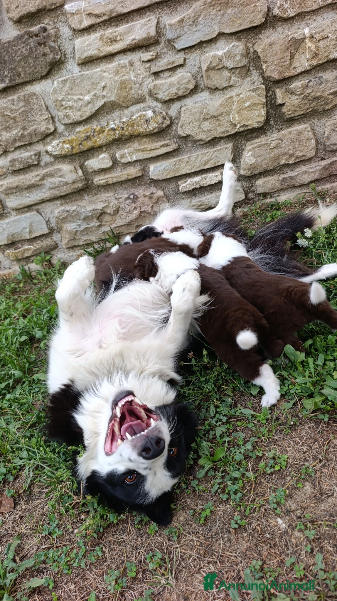 Border Collie cani Cuccioli di Border Collie - Annuncio 2