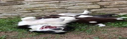 Border Collie cani in vendita: Cuccioli di Border Collie - Annuncio 2