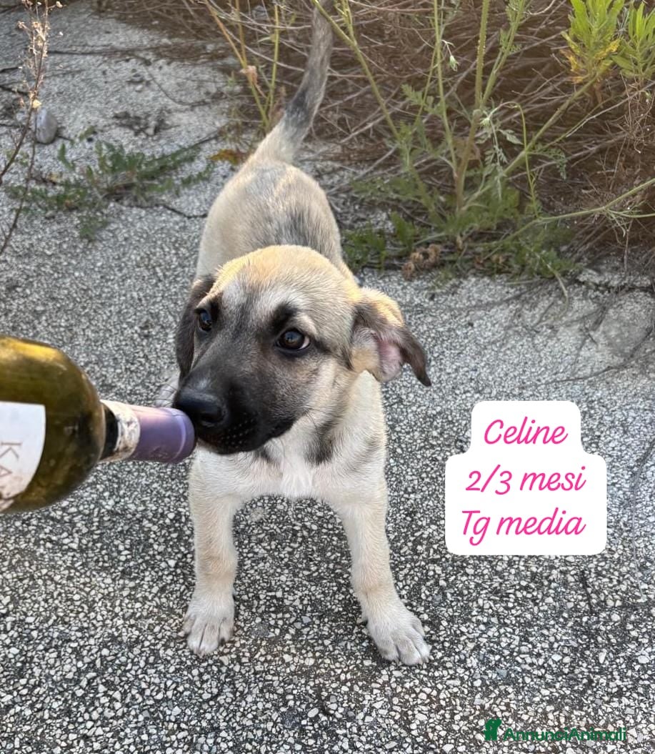 Meticcio cani in regalo: Cuccioli cercano urgentemente famiglia  a Provincia di Monza e della Brianza - Annuncio 7