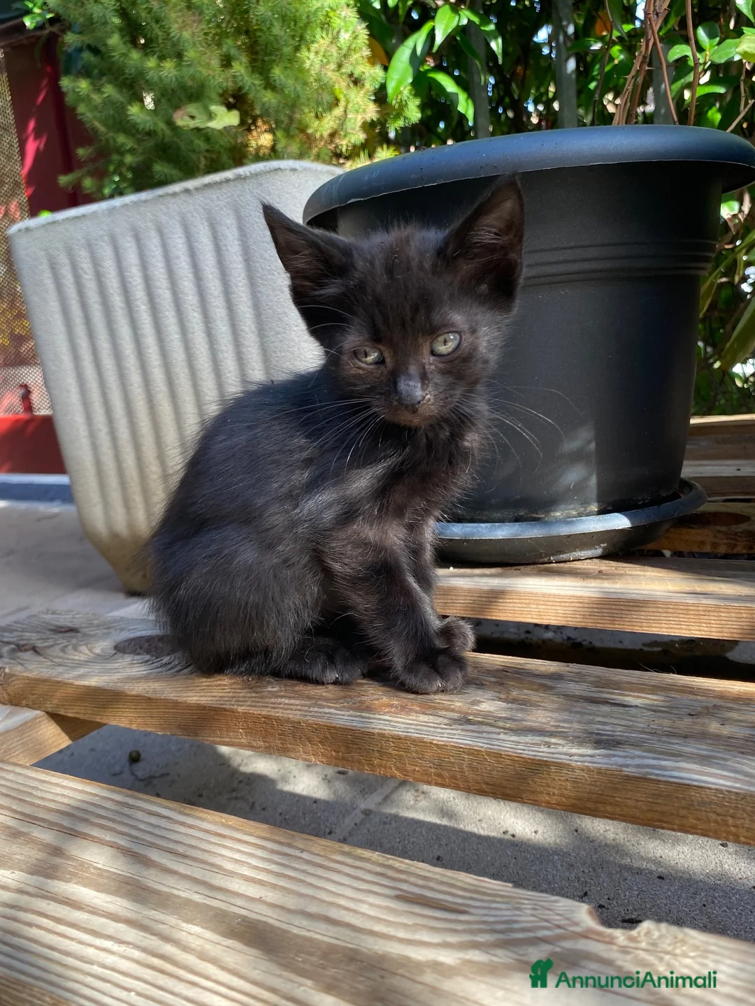 Meticcio gatti in regalo: 5 gattini cercano casa ❤️ - Annuncio 2