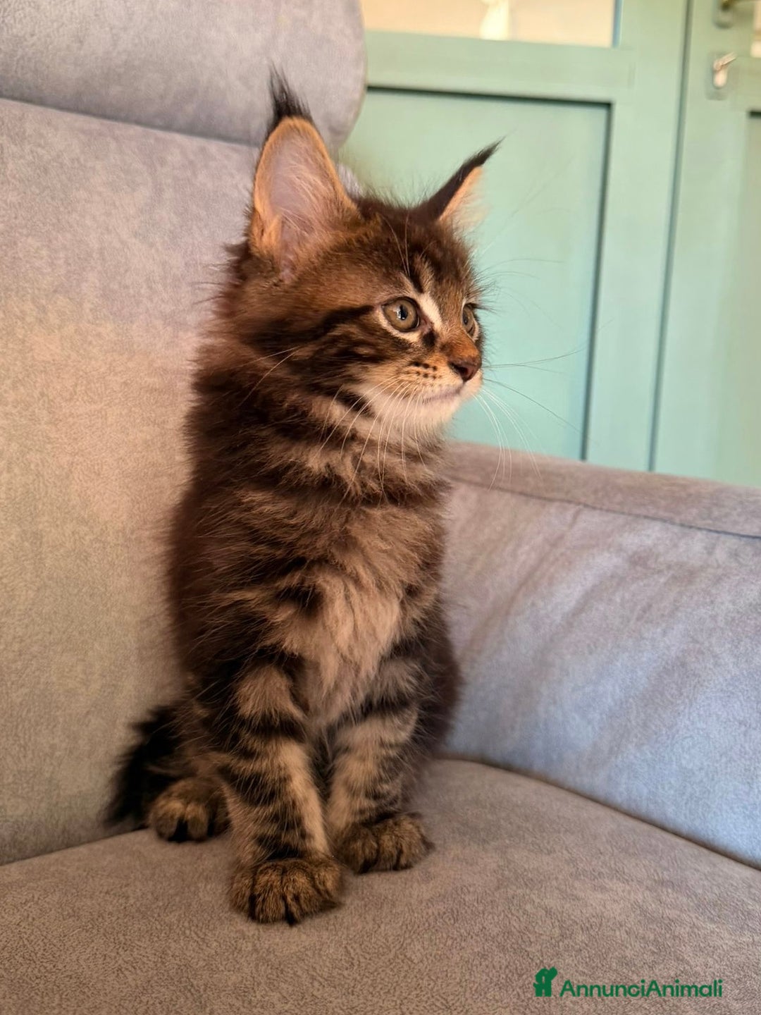 Maine Coon gatti in vendita: Cuccioli Maine Coon  - Immagine 3