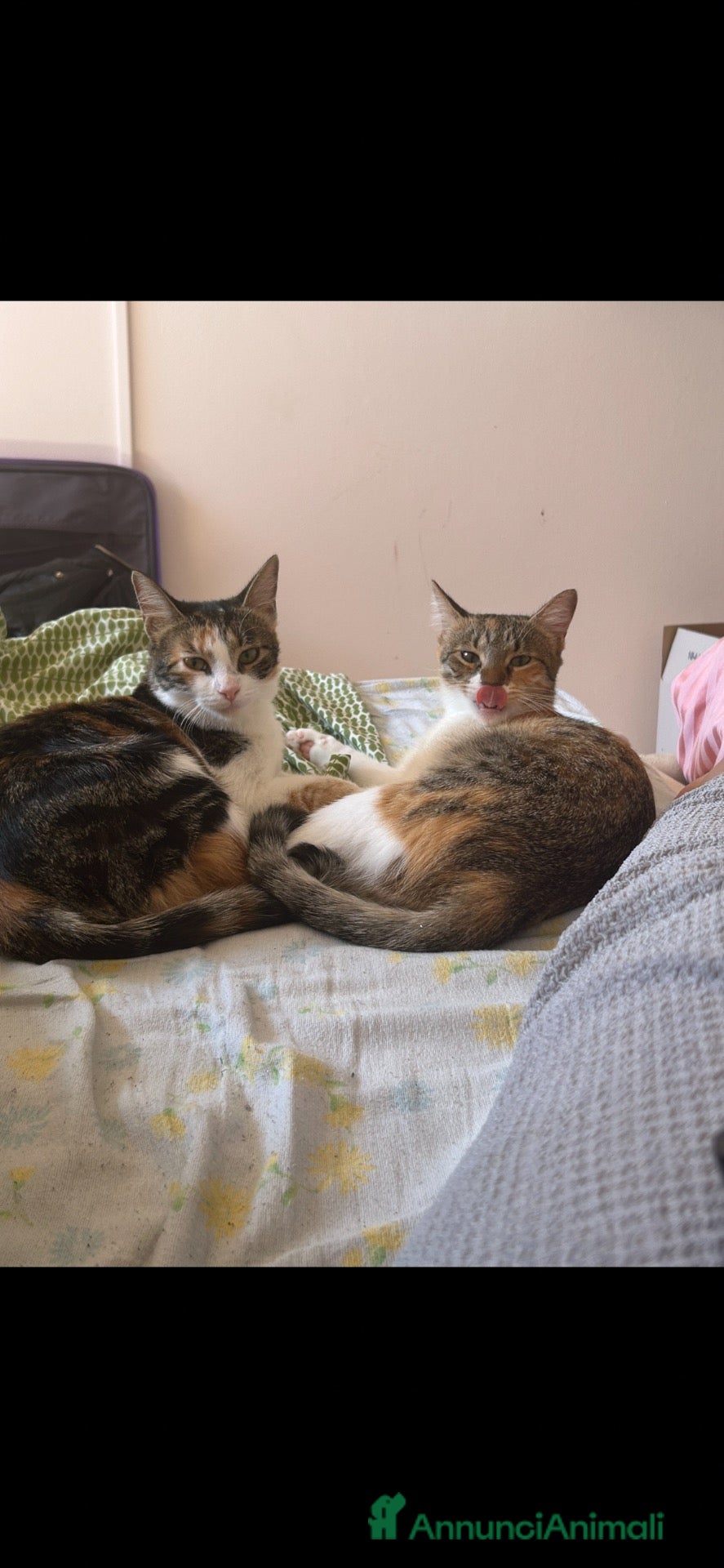 Meticcio gatti in regalo: Maya&Chloe CERCANO CASA❗️🧡🖤🐾 - Annuncio 9