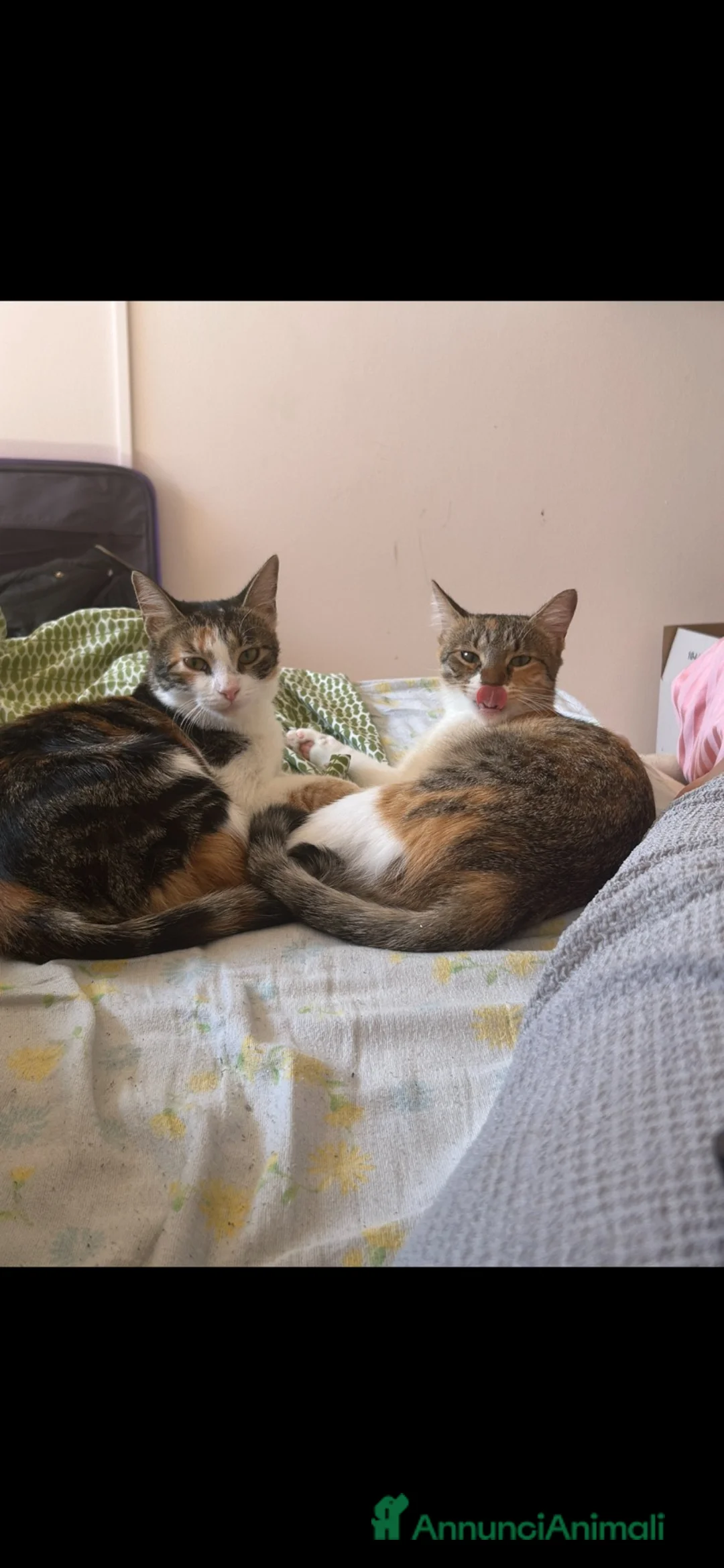 Meticcio gatti in regalo: Maya&Chloe CERCANO CASA❗️🧡🖤🐾 a Città Metropolitana di Firenze - Annuncio 1