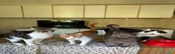 Europeo gatti in regalo: Gatti in adozione! a Provincia di Vicenza - Annuncio 8