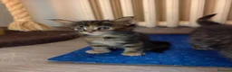 Maine Coon gatti in vendita: Tenera cucciola Maine Coon  - Annuncio 5