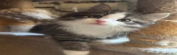 Siberiano gatti in vendita: Gattino siberiano ipoallergenico - Annuncio 8