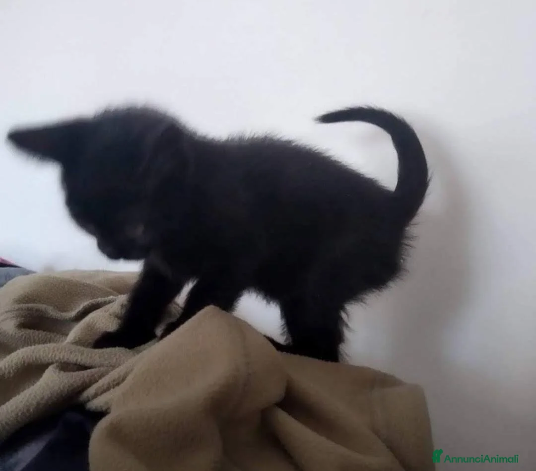 Altre razze gatti in vendita: Gattini Mix - Annuncio 2