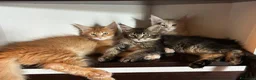 Maine Coon gatti in vendita: Maine Coon  - Annuncio 8