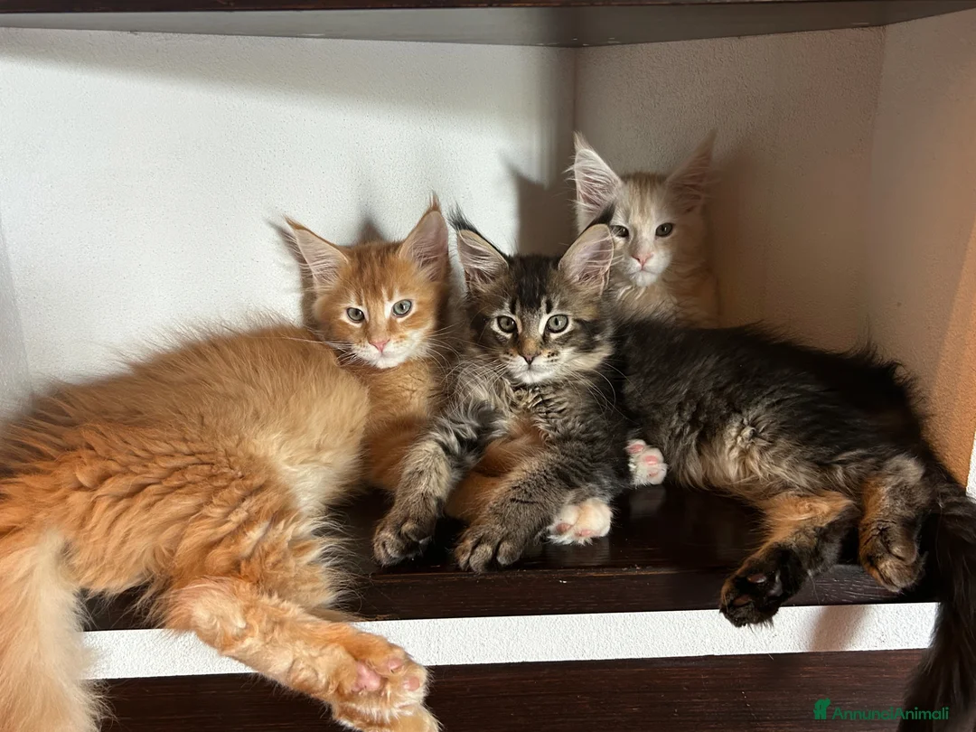 Maine Coon gatti in vendita: Maine Coon  - Annuncio 8