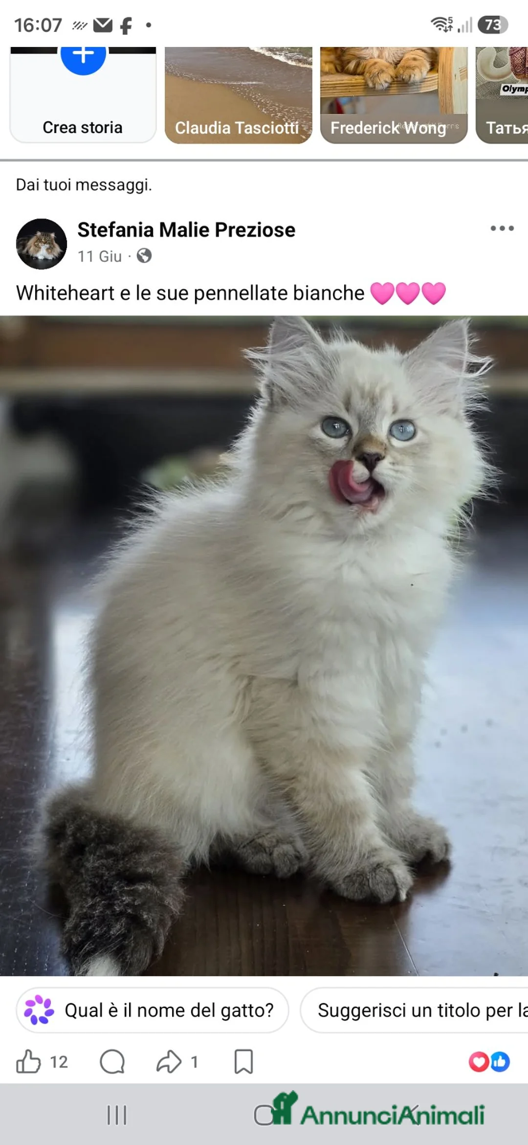 Siberiano gatti in vendita: Cuccioli di siberiano neva masquerade  - Annuncio 5