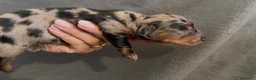 Bassotto cani in vendita: Bassotti a pelo lungo  - Annuncio 6