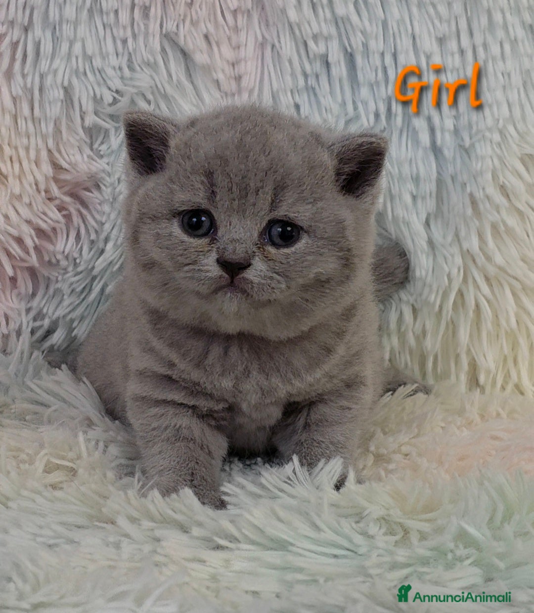 British gatti in vendita: Cucciole British shorthair  - Annuncio 7