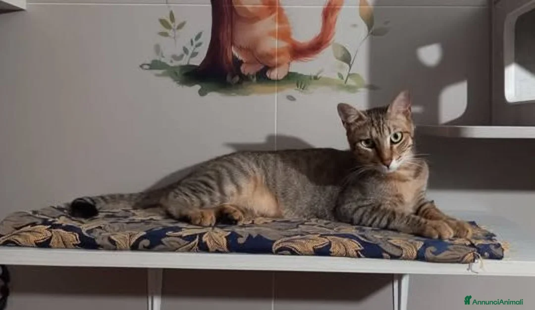 Europeo gatti in regalo: JAMES adorabile gattino in adozione! - Annuncio 2