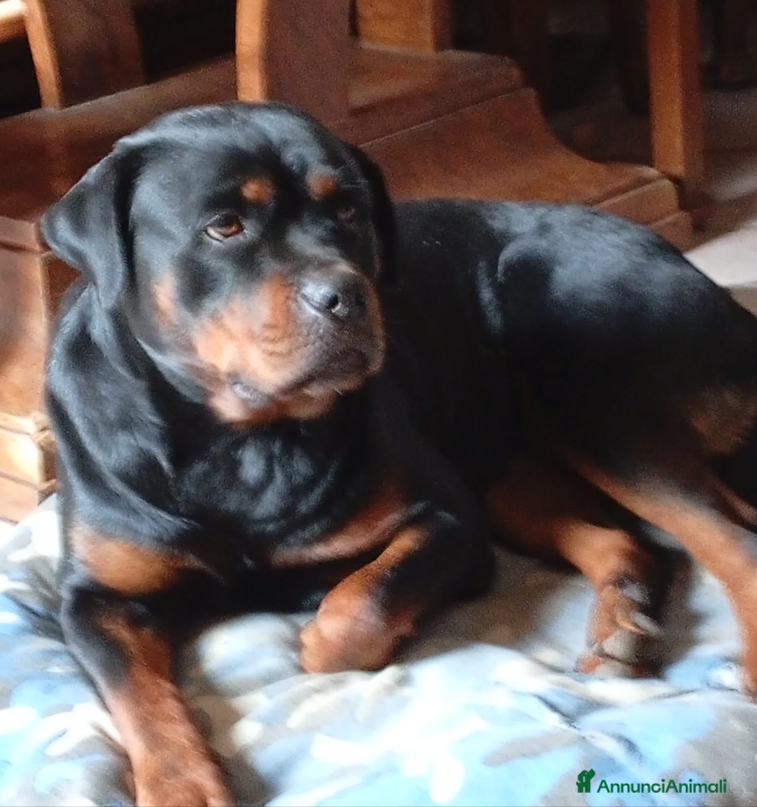 Rottweiler cani Cucciola rottweiler con Pedegree  - Annuncio 1