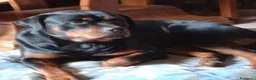 Rottweiler cani in vendita: Cucciola rottweiler con Pedegree  - Annuncio 4