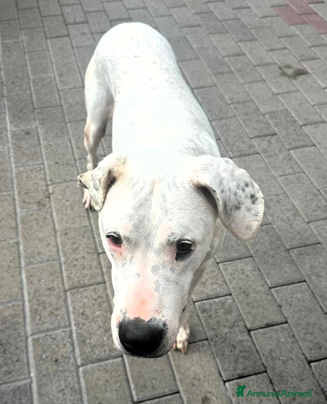 Meticcio cani in regalo: LOLA DOGO ARGENTINO - Annuncio 4