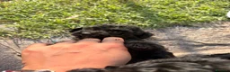 Barboncino cani in vendita: Barboncino nano - Annuncio 8