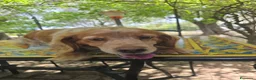 Breton cani in regalo: Anais la dolcezza fatta cane  - Annuncio 3