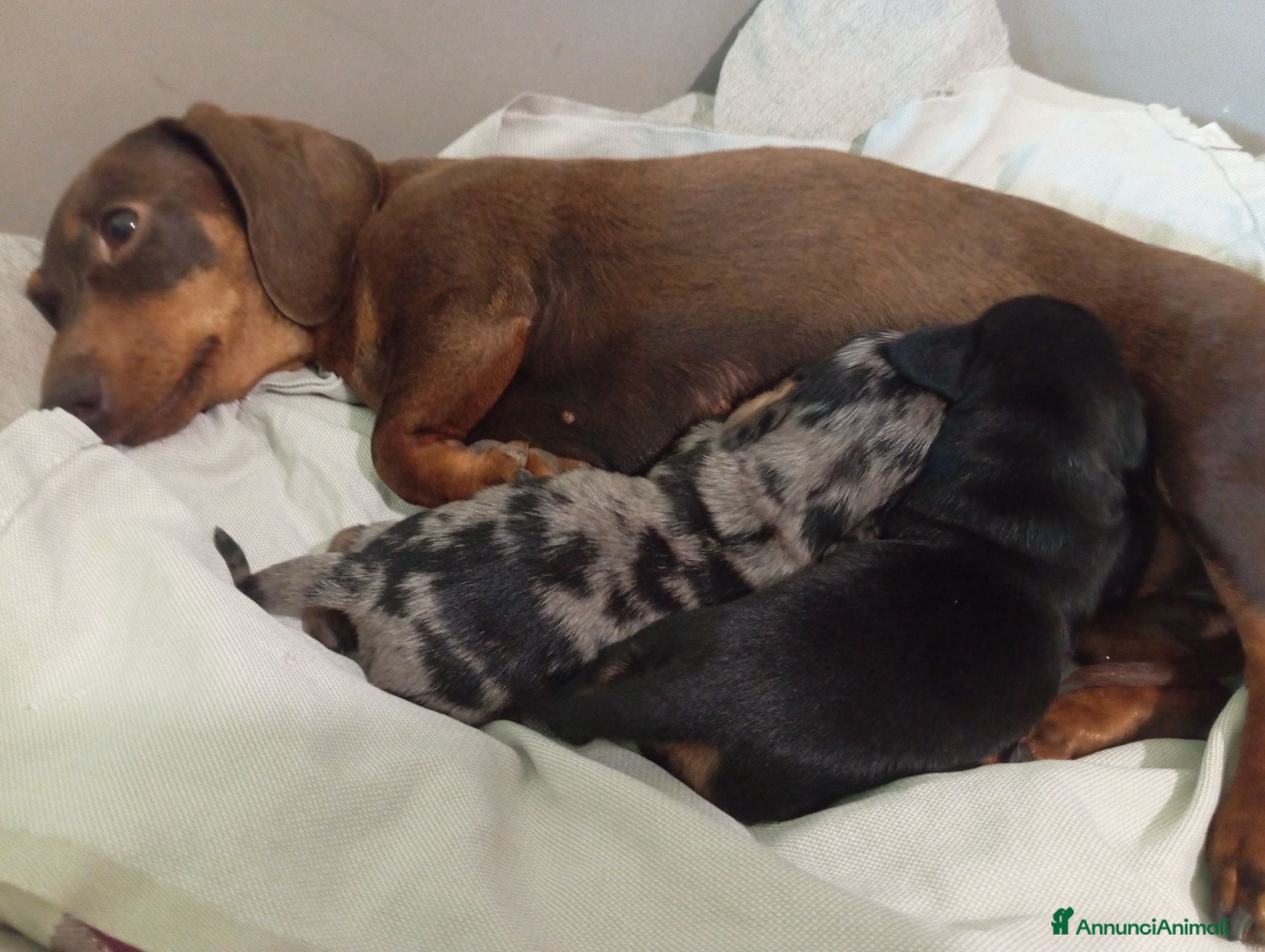 Bassotto cani Cuccioli bassotto arlecchino e nero focato  - Annuncio 4