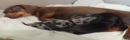 Bassotto cani in vendita: Cuccioli bassotto arlecchino e nero focato  - Annuncio 1