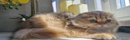 Scottish gatti in vendita: Scottish  - Annuncio 1