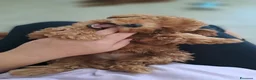 Barboncino cani in vendita: Barboncino femmina  - Annuncio 4