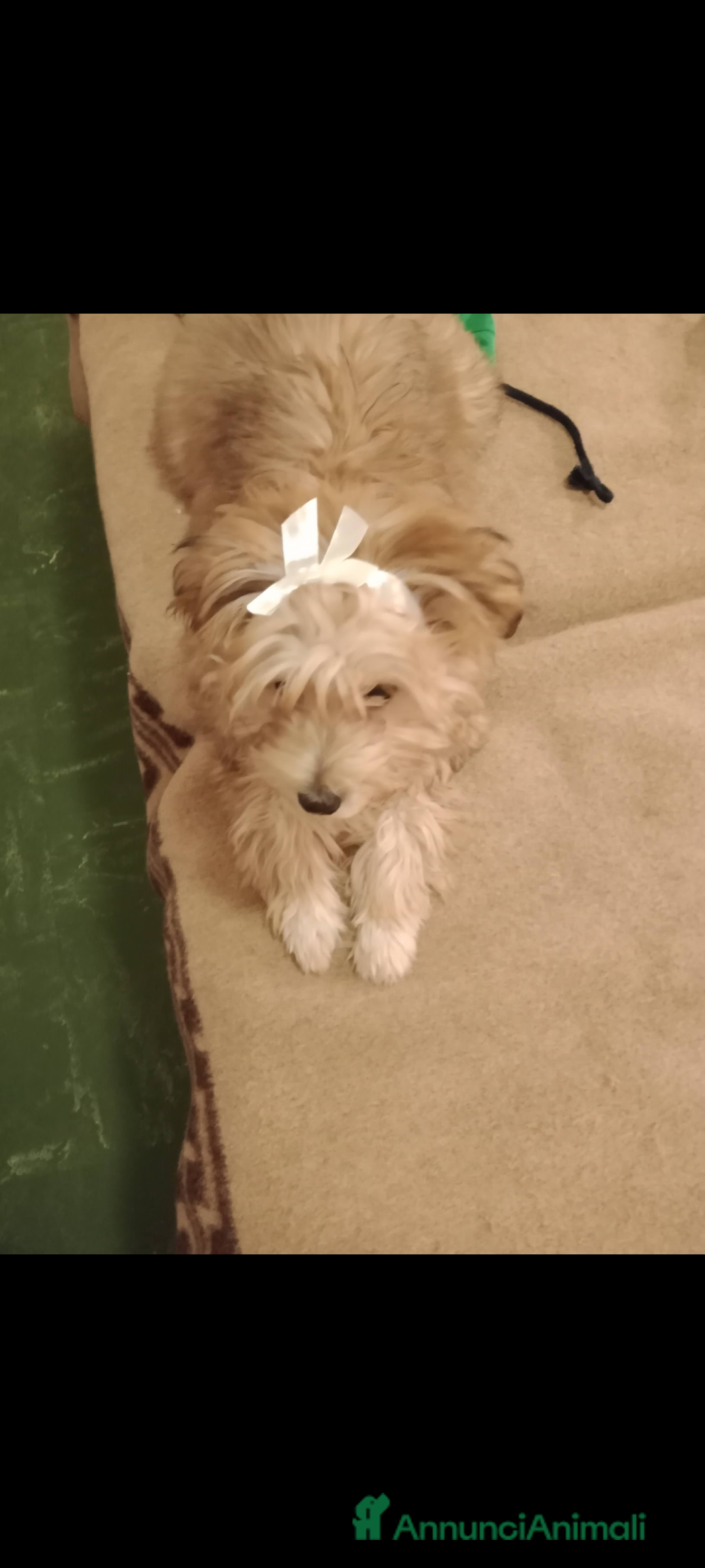 Maltipoo cani Maltipoo  - Annuncio 1