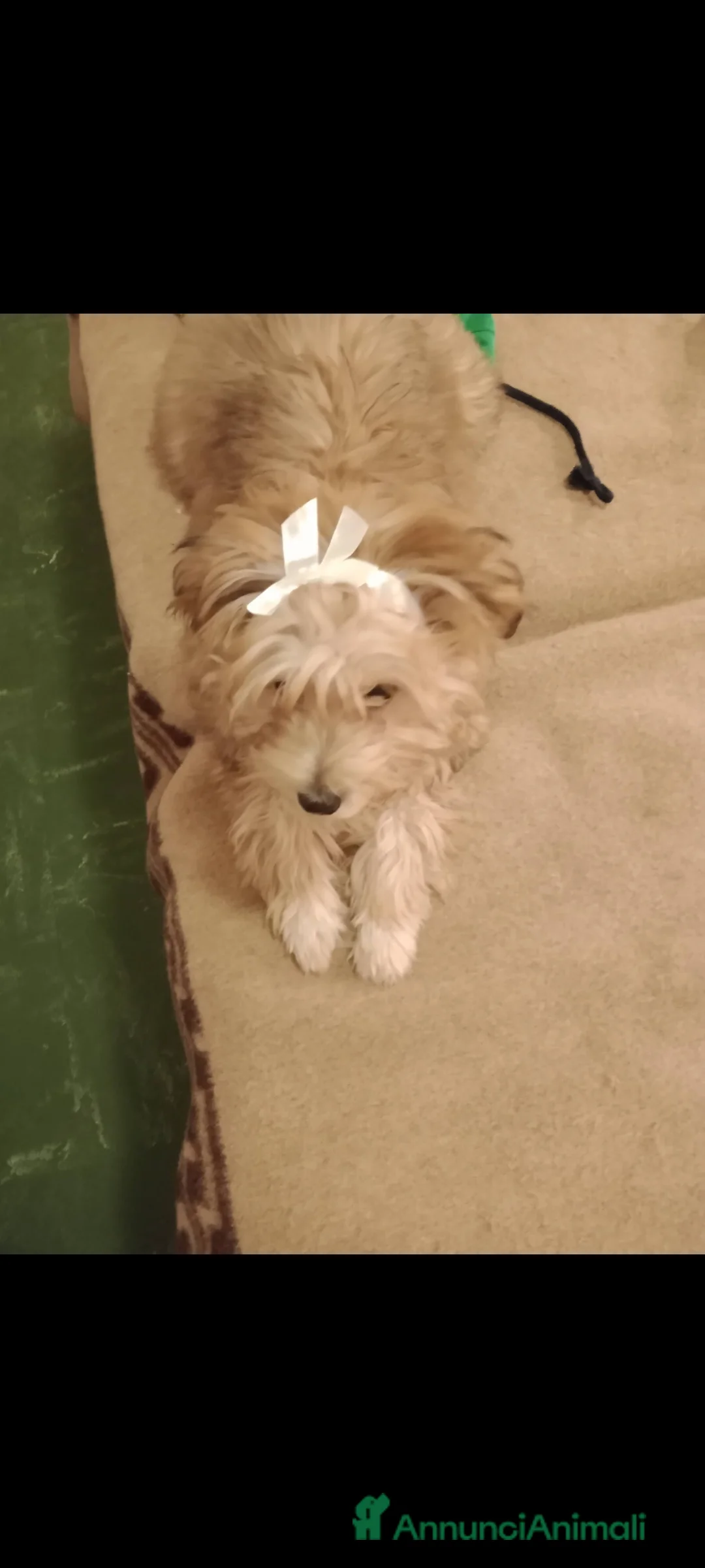 Maltipoo cani in vendita: Maltipoo  - Annuncio 1