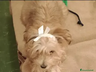 Maltipoo cani Maltipoo - Annuncio 1