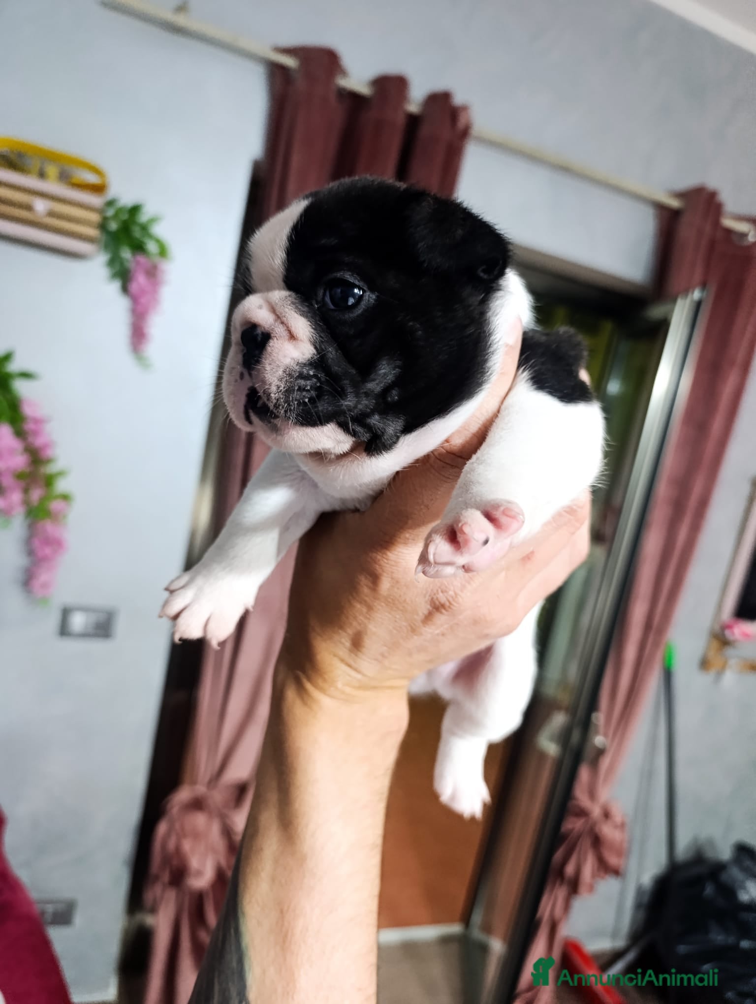 Bulldog Francese cani Cuccioli di bulldog francese  - Annuncio 1