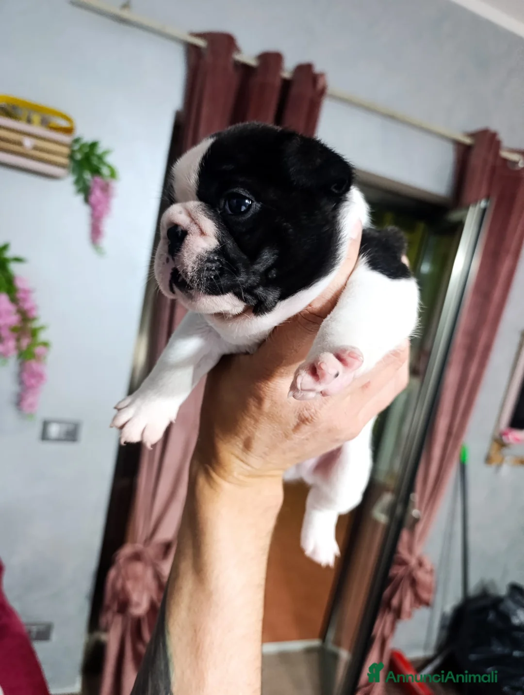 Bulldog Francese cani in vendita: Cuccioli di bulldog francese  a Città metropolitana di Palermo - Annuncio 1