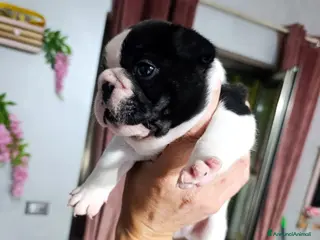 Bulldog Francese cani Cuccioli di bulldog francese - Annuncio 1