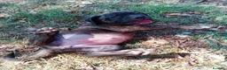 Cane Corso cani in vendita: Cuccioli di Cane Corso - Annuncio 7