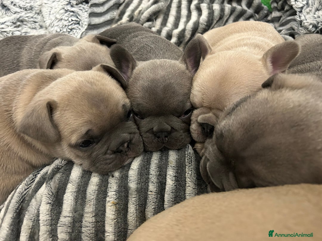 Bulldog Francese cani in vendita: Bulldog Francesi Blue  - Annuncio 3