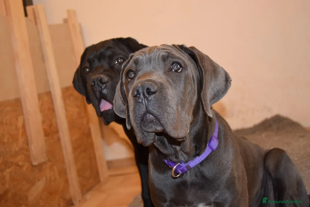 Cane Corso cani in vendita: Cucciola di cane corso - Annuncio 1