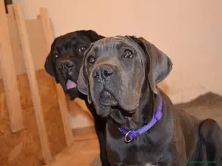 Cane Corso cani Cucciola di cane corso - Annuncio 3