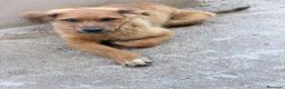 Meticcio cani in regalo: Liam  a Provincia di Verona - Annuncio 1